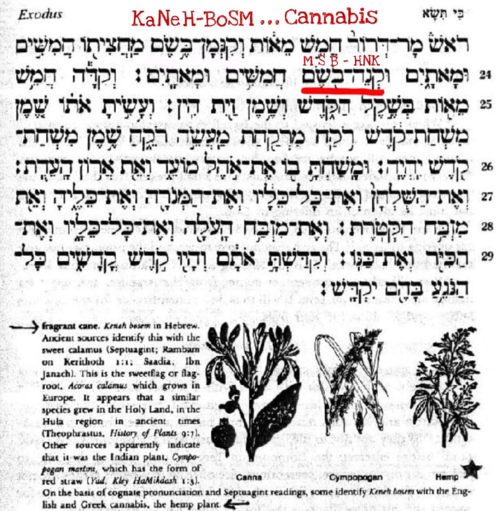 indikasi keberadaan ganja di jaman nabi musa